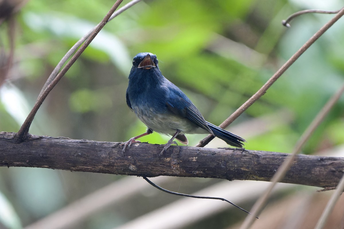 Hainan Blue Flycatcher (Blue-breasted) - ML644796496