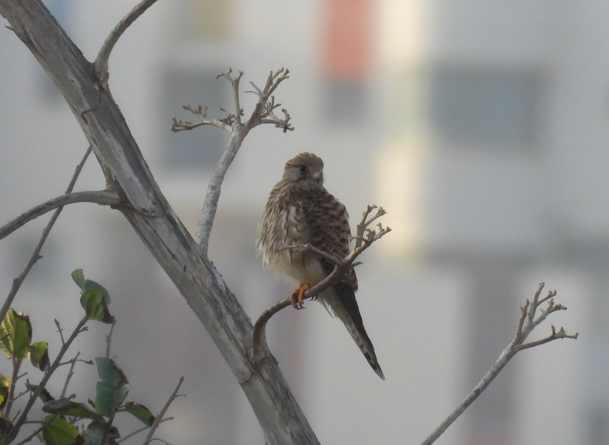 Eurasian Kestrel - ML644796504