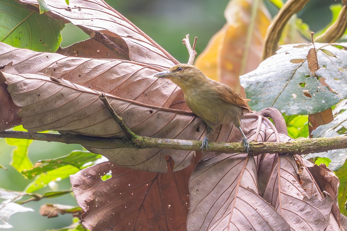 Russet Antshrike - ML644796506