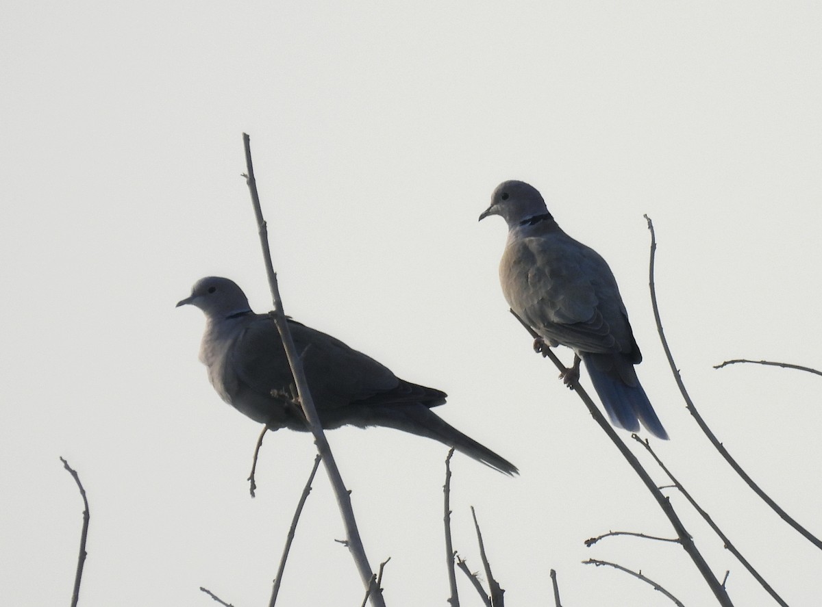 Eurasian Collared-Dove - ML644796512