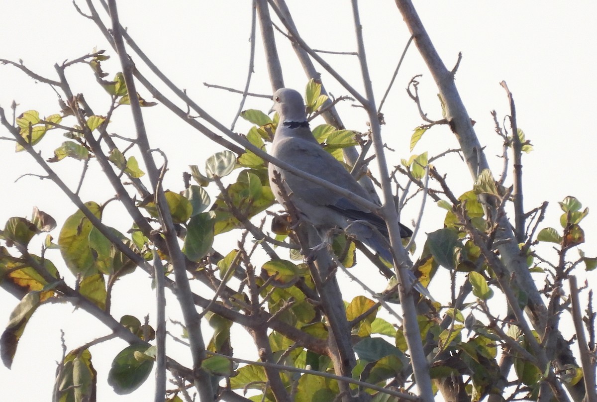 Eurasian Collared-Dove - ML644796513