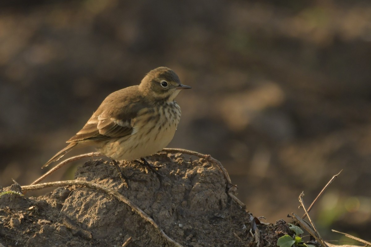 American Pipit - ML644796514