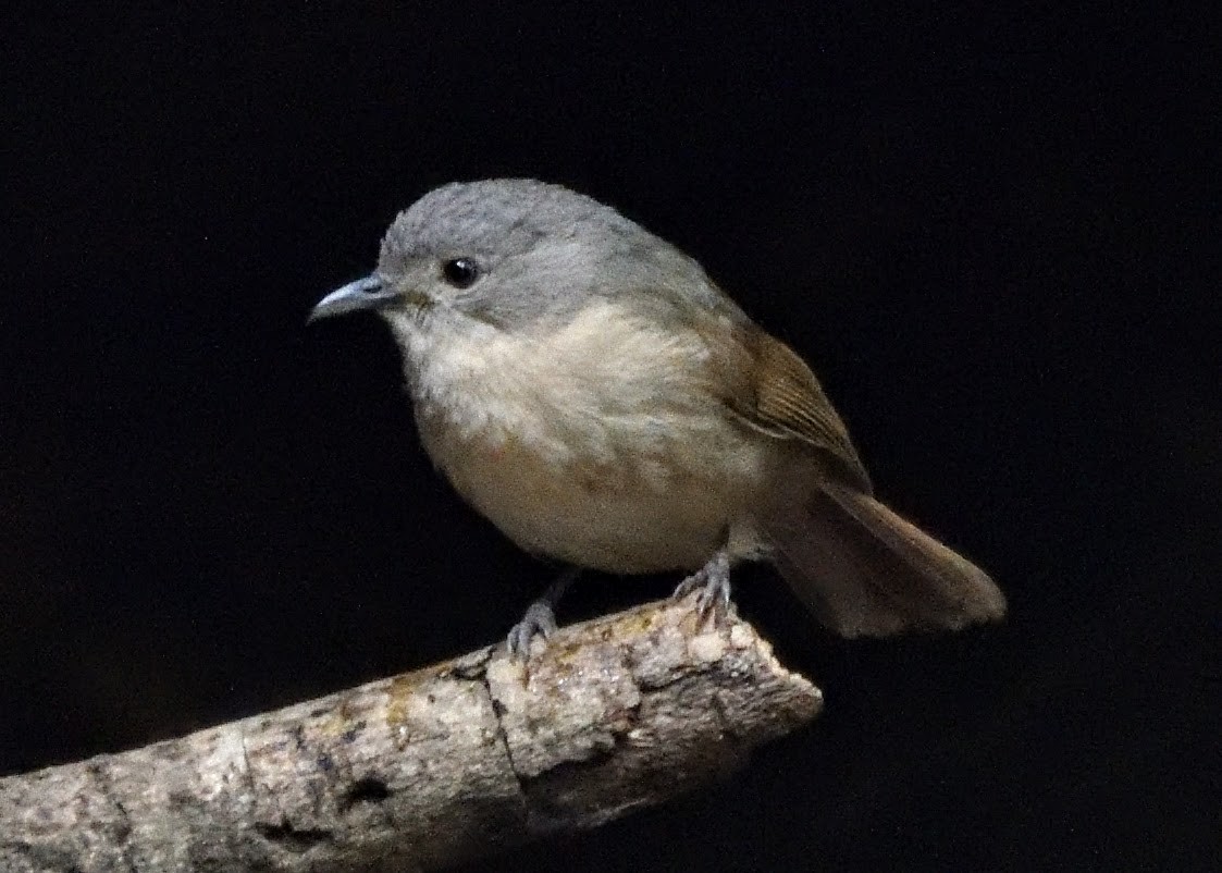 Brown-cheeked Fulvetta - ML644796516