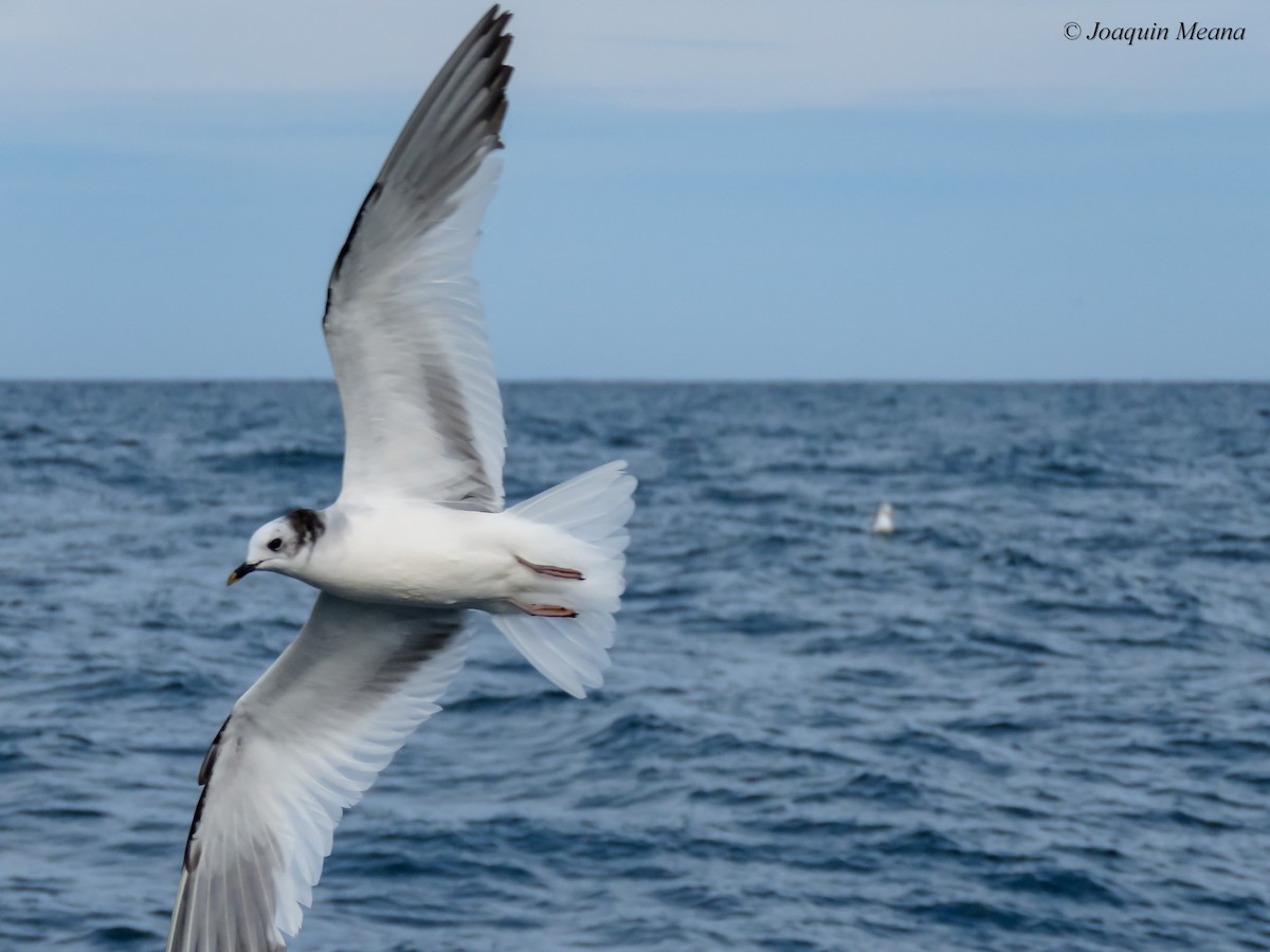 Sabine's Gull - ML644796523