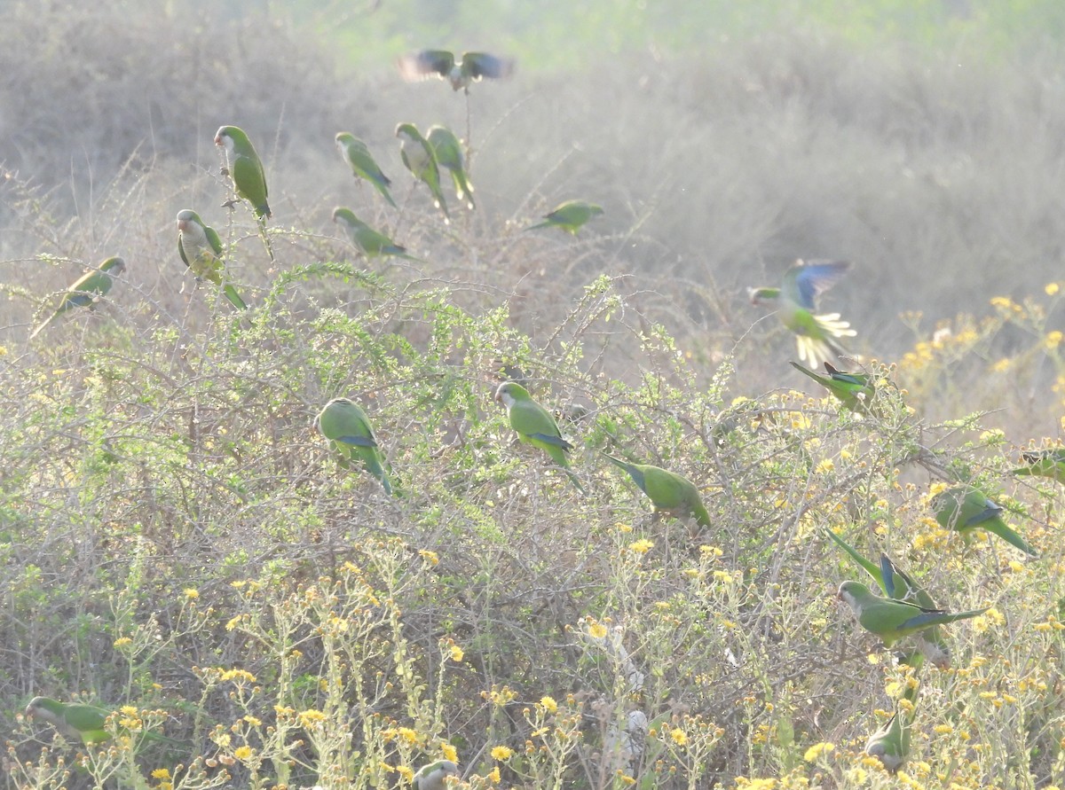 Monk Parakeet - ML644796527