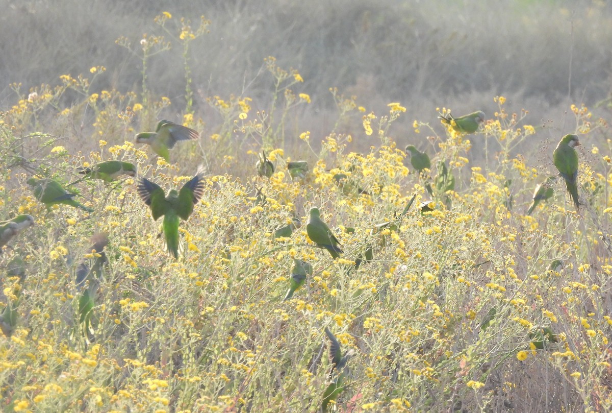 Monk Parakeet - ML644796528