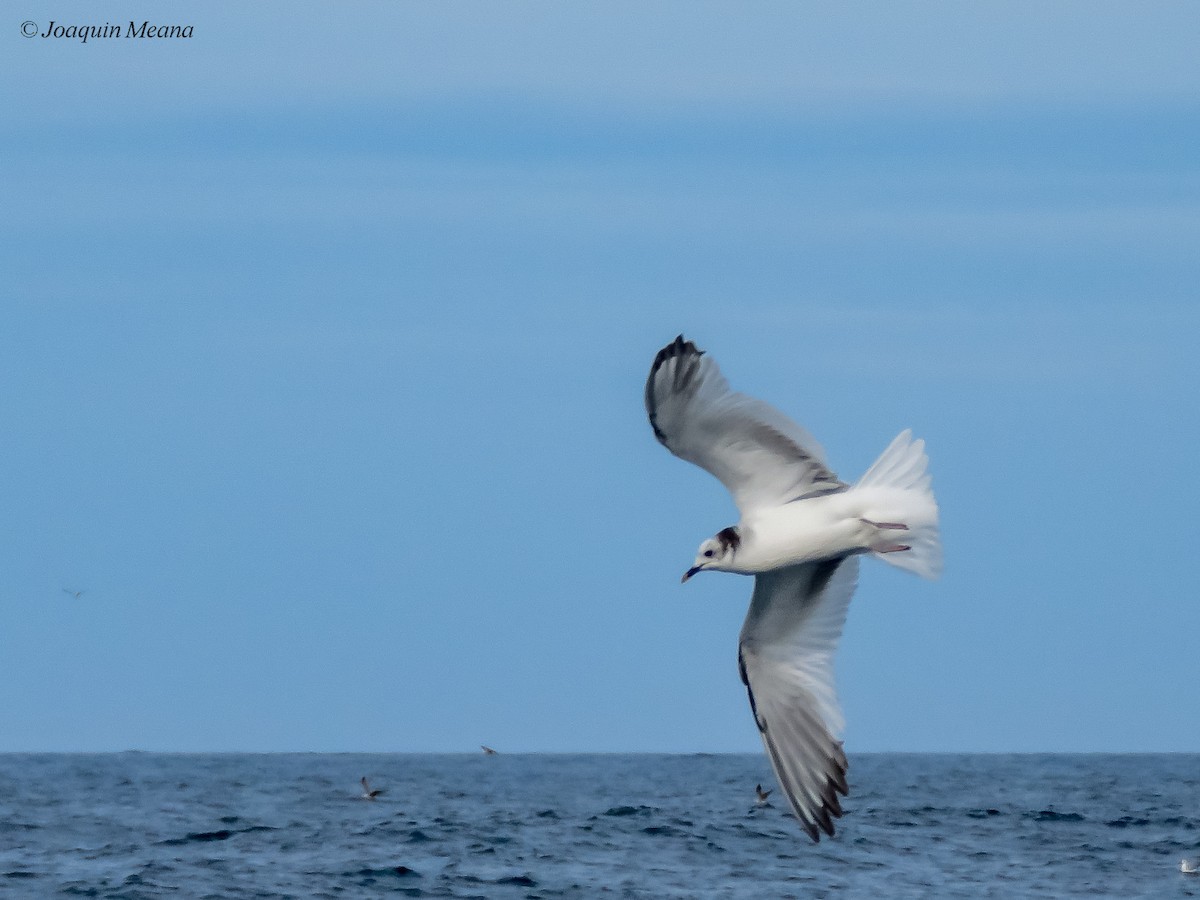 Sabine's Gull - ML644796529