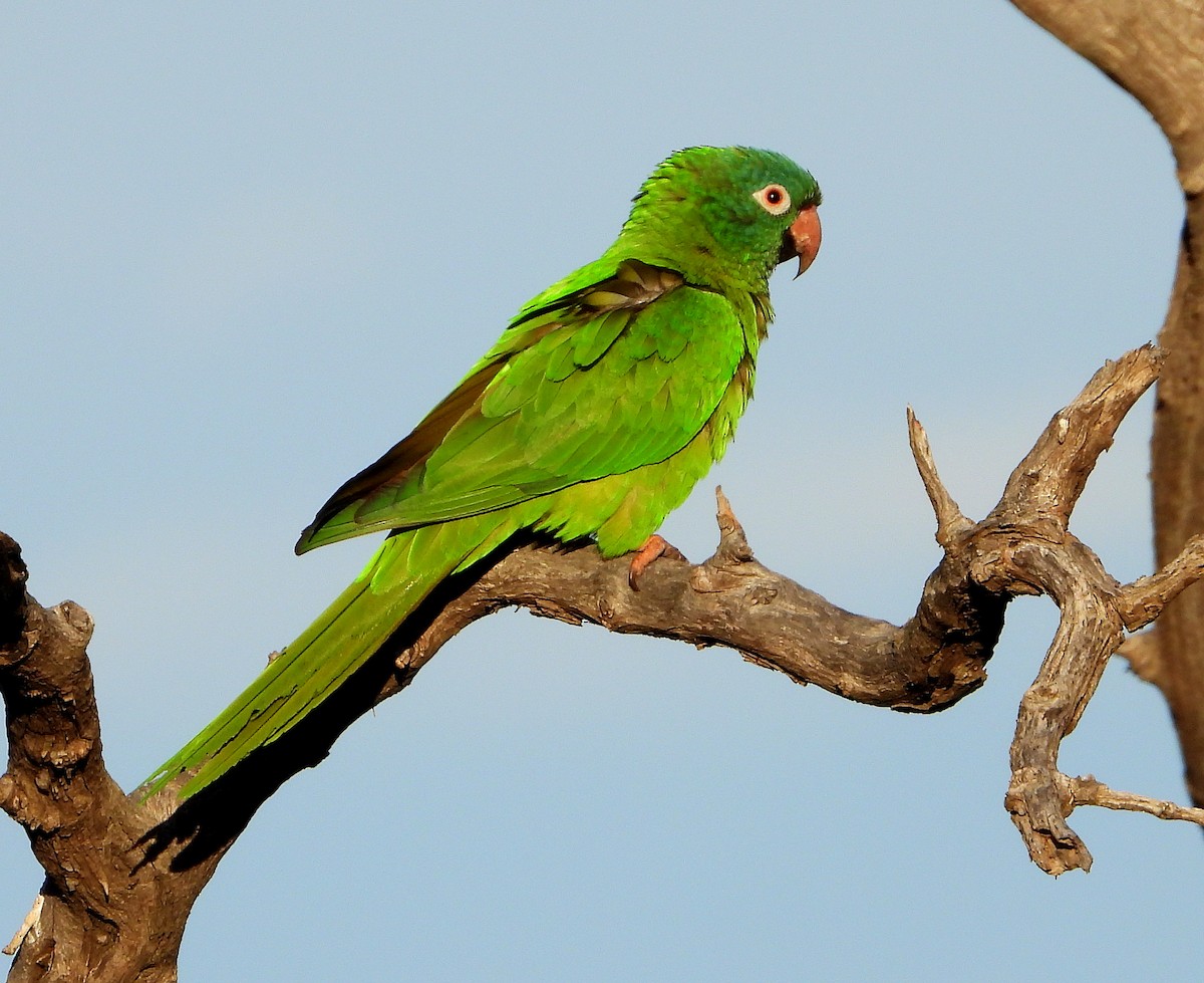 Blue-crowned Parakeet - ML644796530