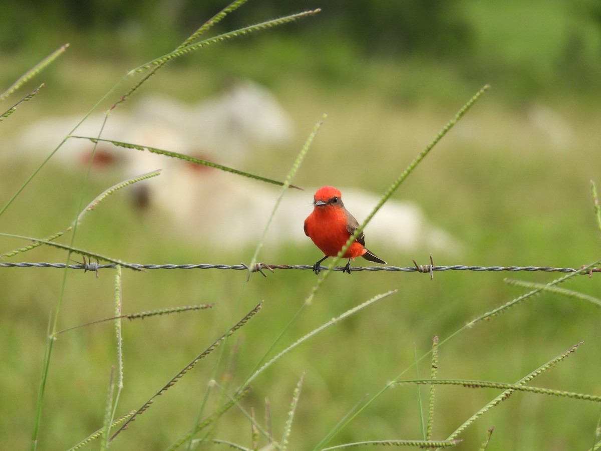 Vermilion Flycatcher - ML644796531