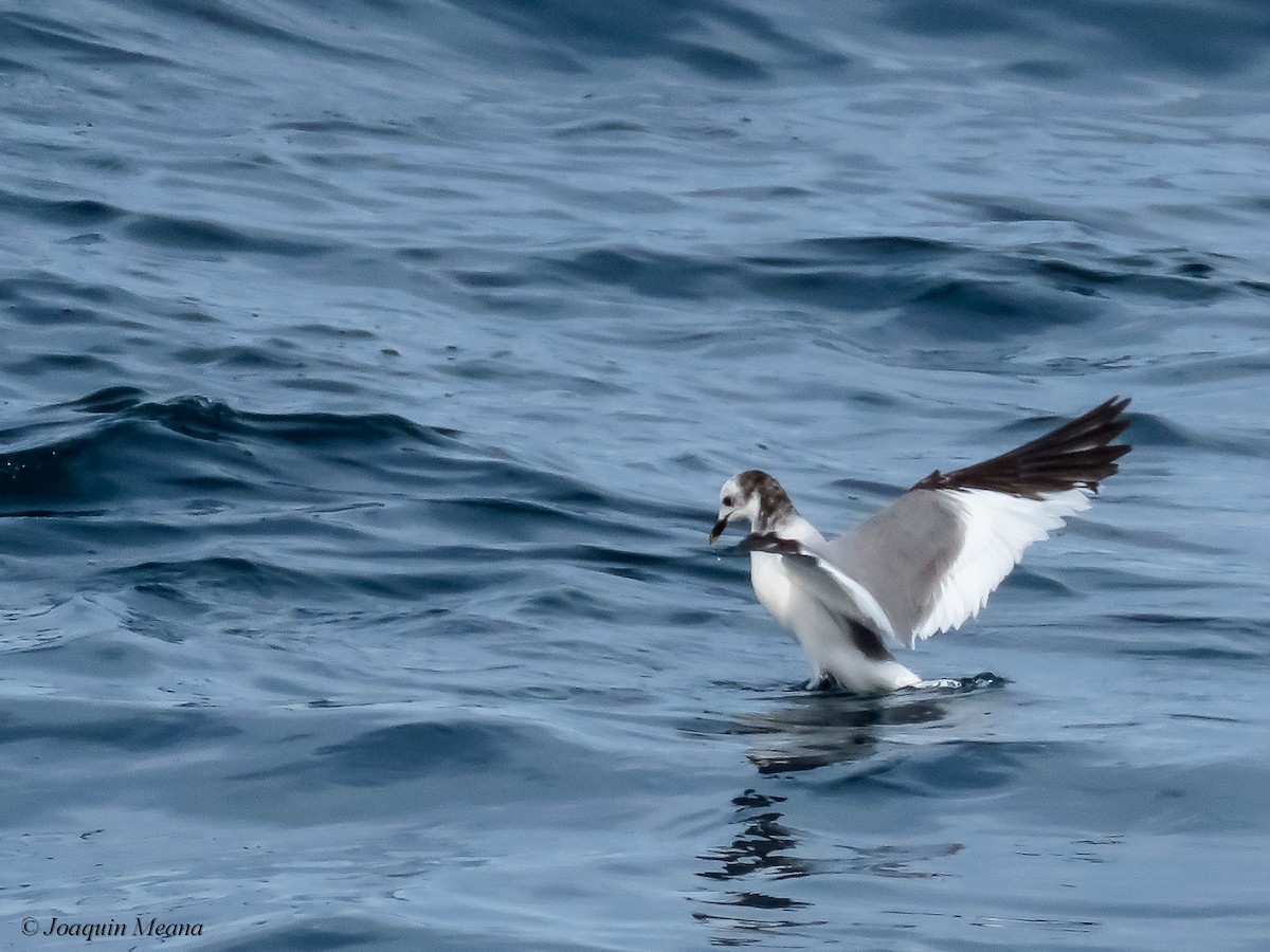 Sabine's Gull - ML644796533