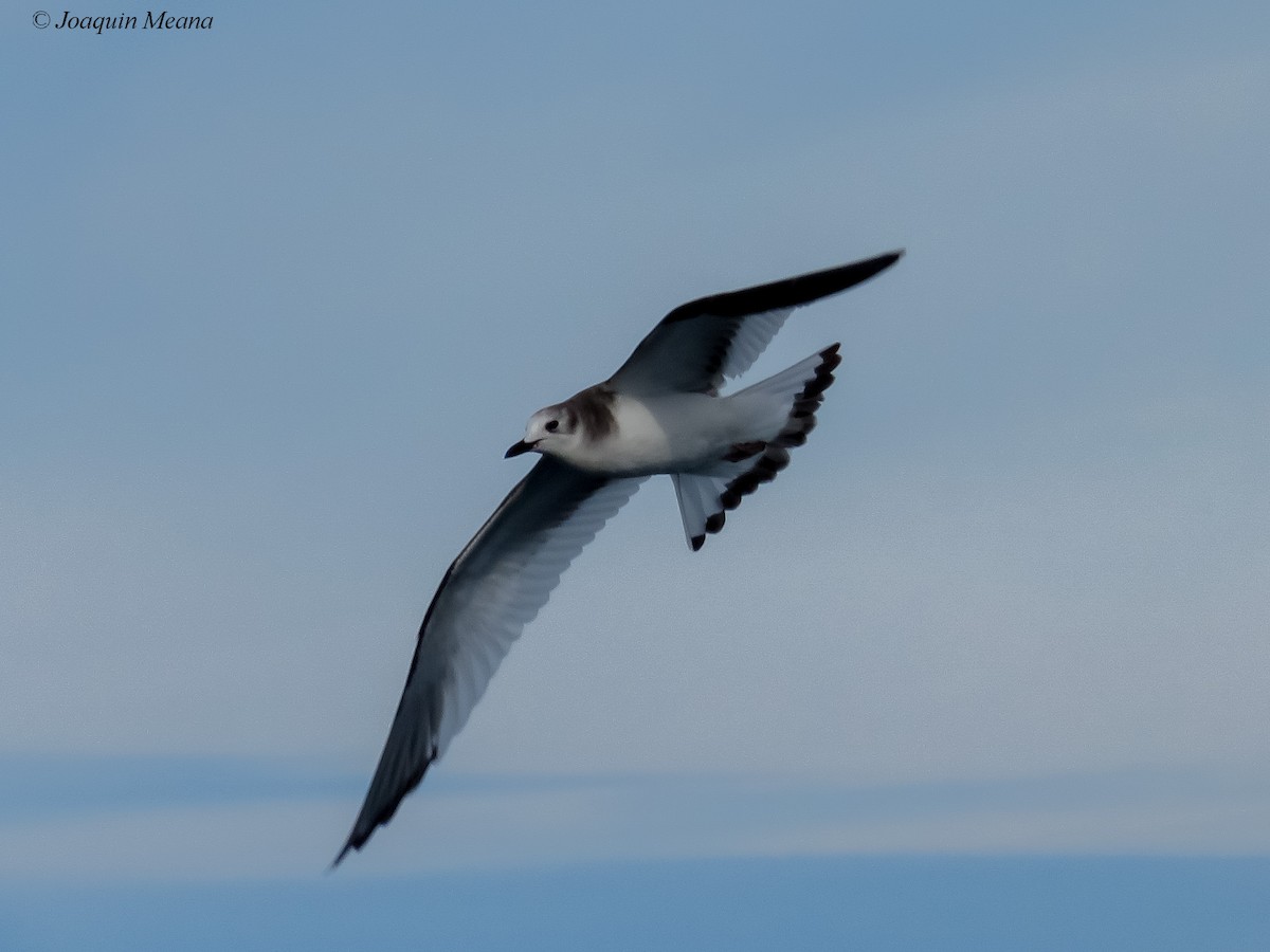 Sabine's Gull - ML644796534