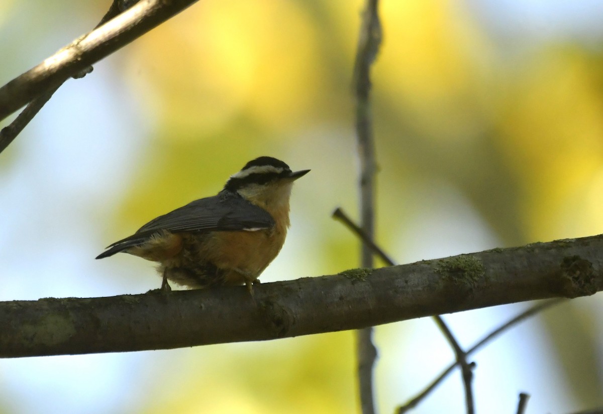 Red-breasted Nuthatch - ML644796535