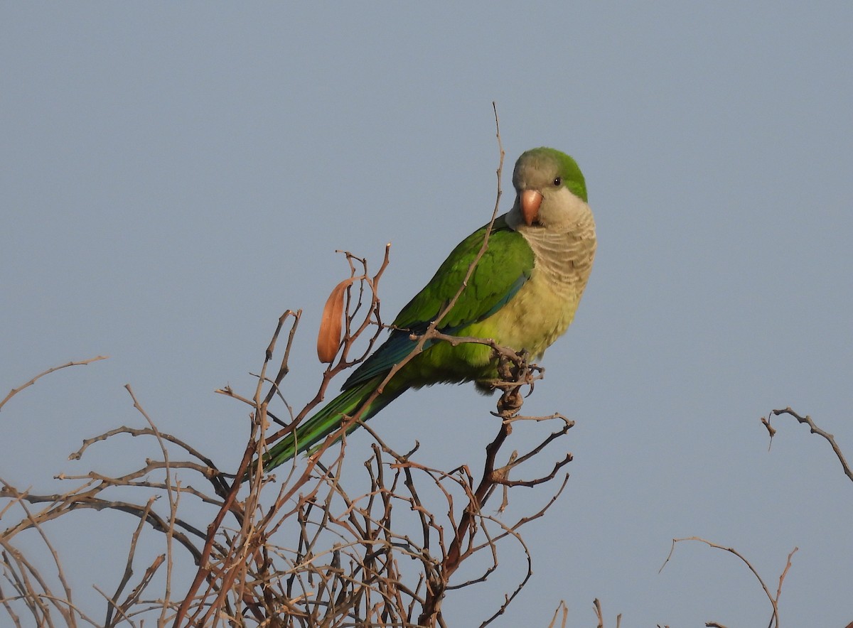 Monk Parakeet - ML644796536