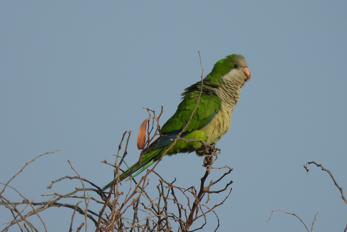Monk Parakeet - ML644796537