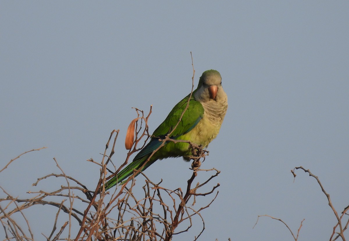 Monk Parakeet - ML644796538