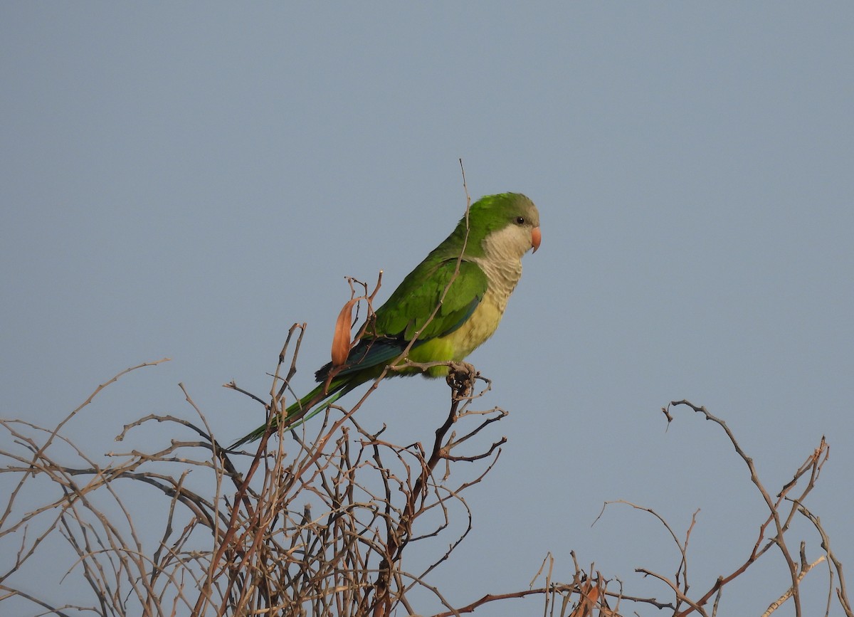 Monk Parakeet - ML644796539
