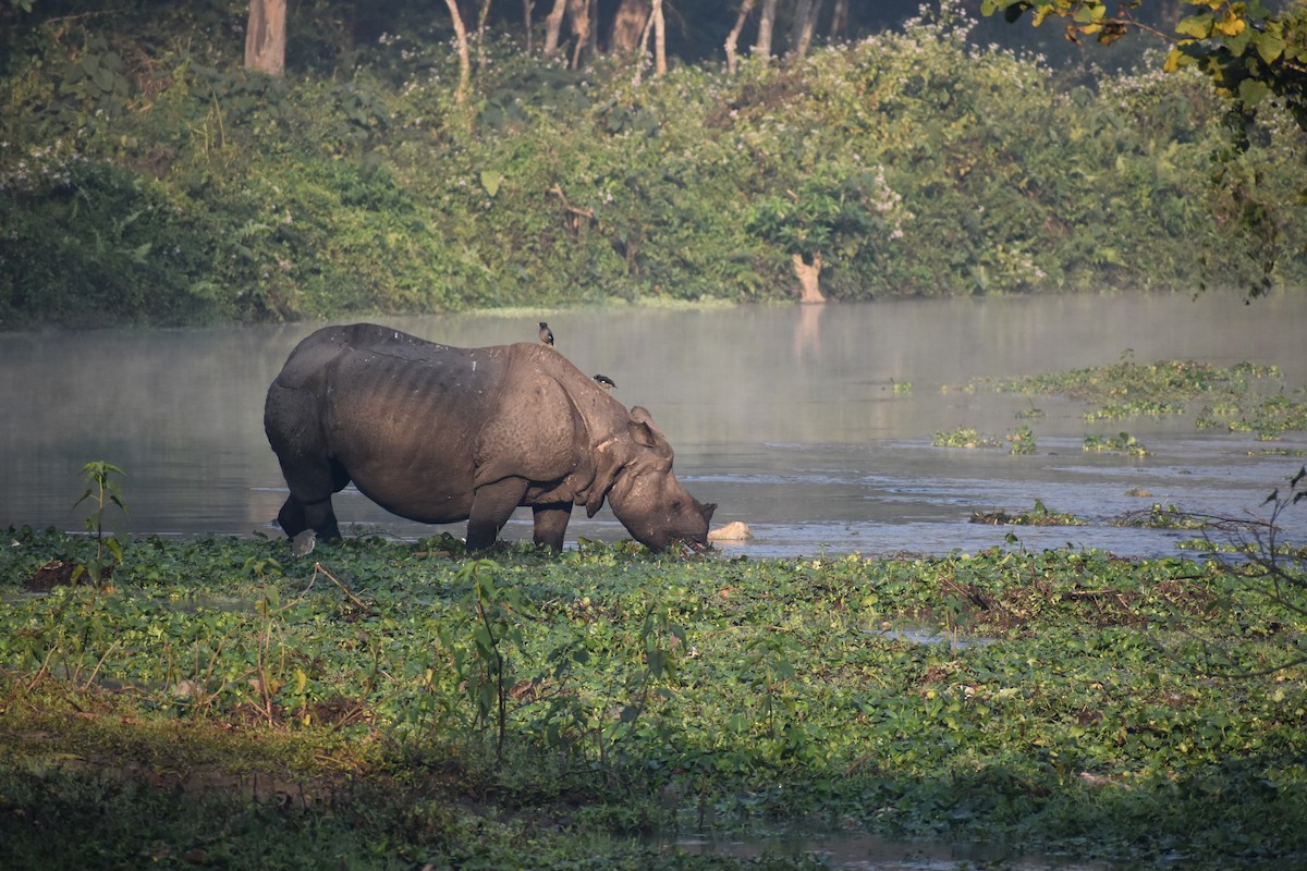 Jungle Myna - ML644796540
