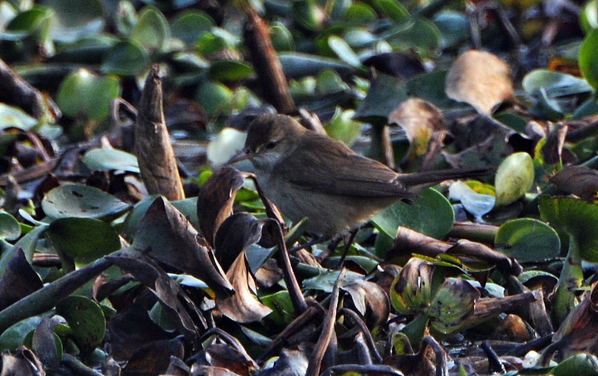 Clamorous Reed Warbler - ML644796541