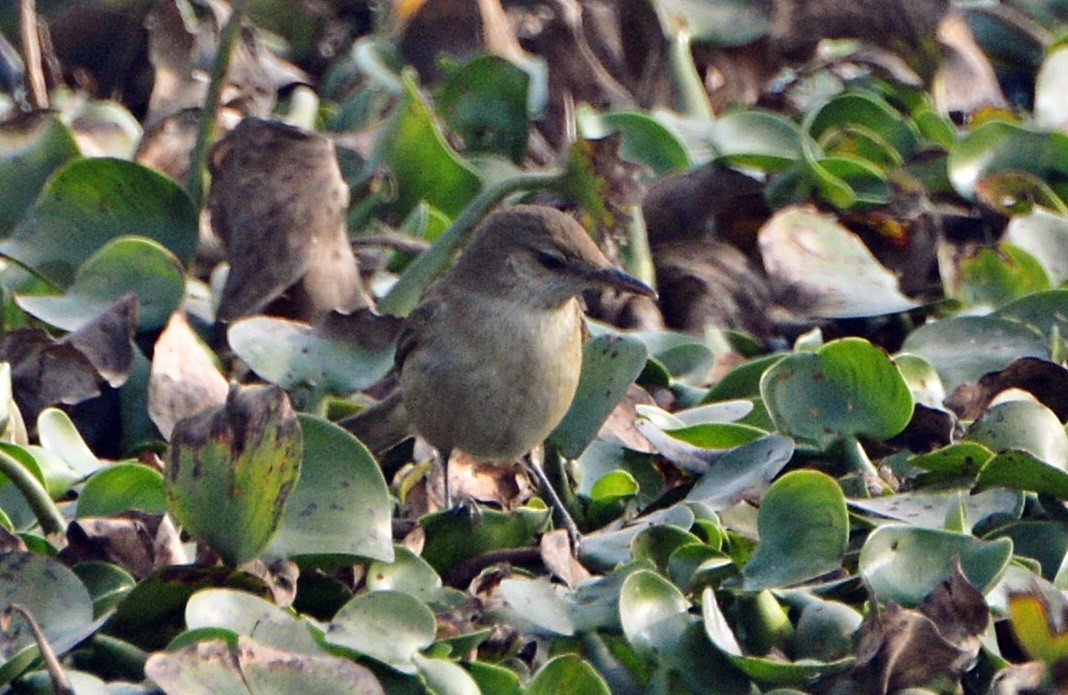 Clamorous Reed Warbler - ML644796542