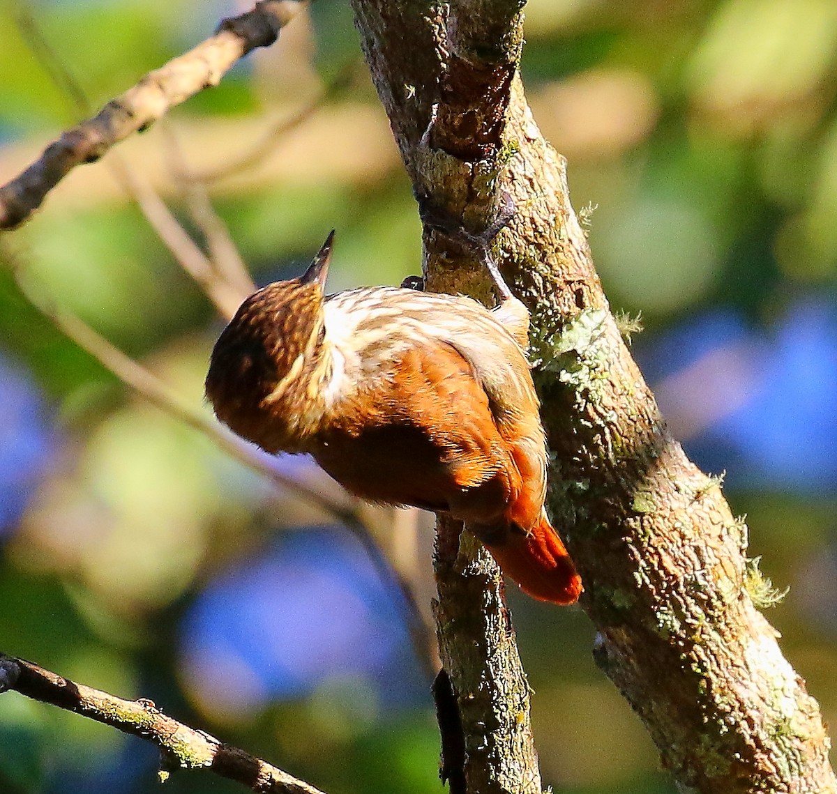 Streaked Xenops - ML644796543