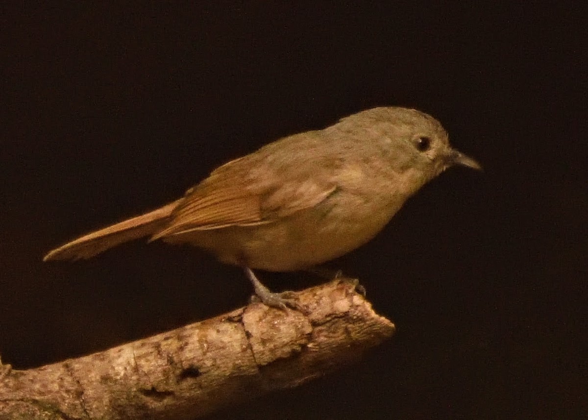 Brown-cheeked Fulvetta - ML644796544