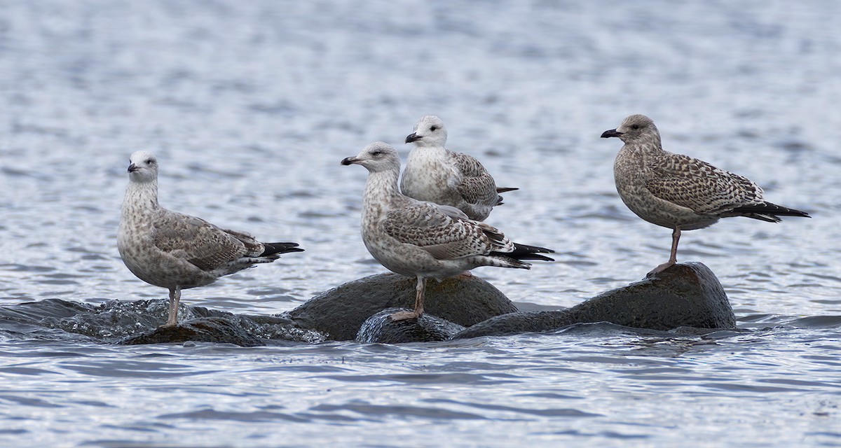 European Herring Gull - ML644796547