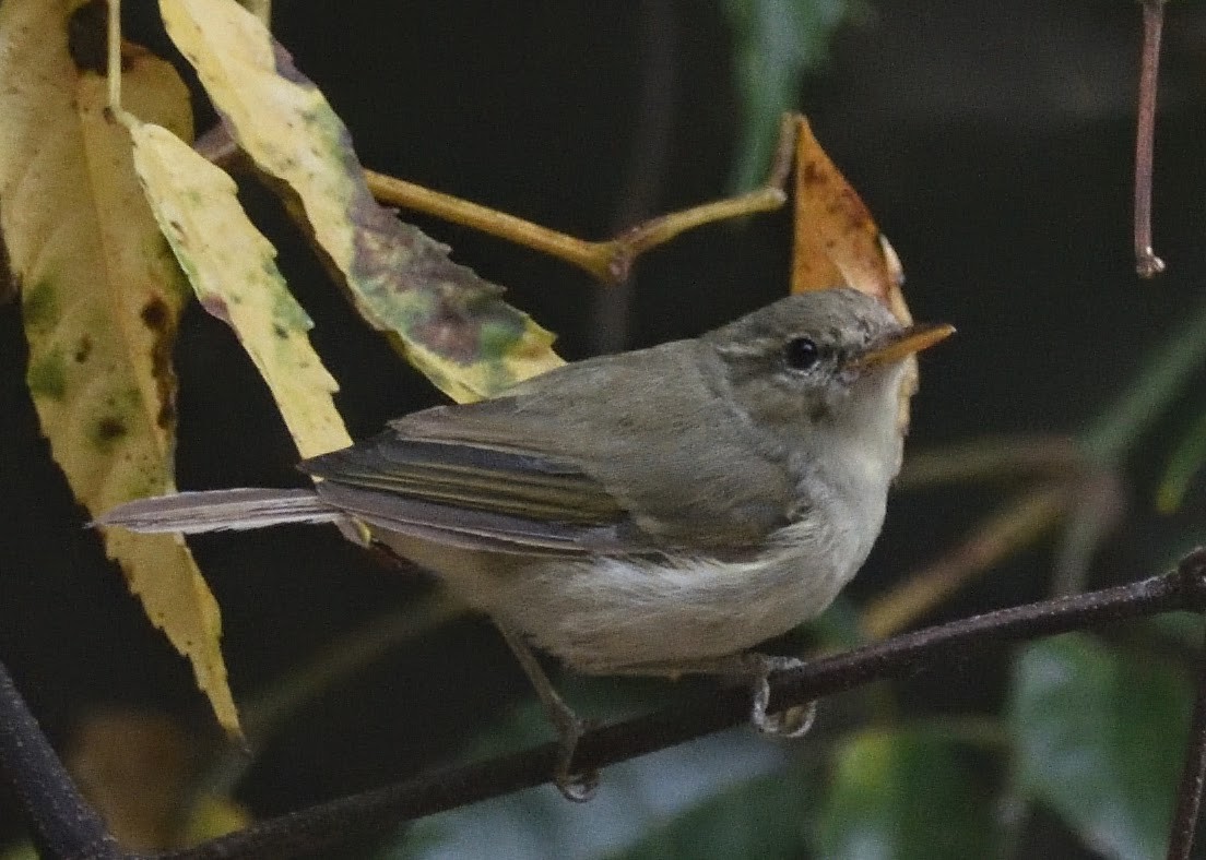 Hume's Warbler - ML644796548