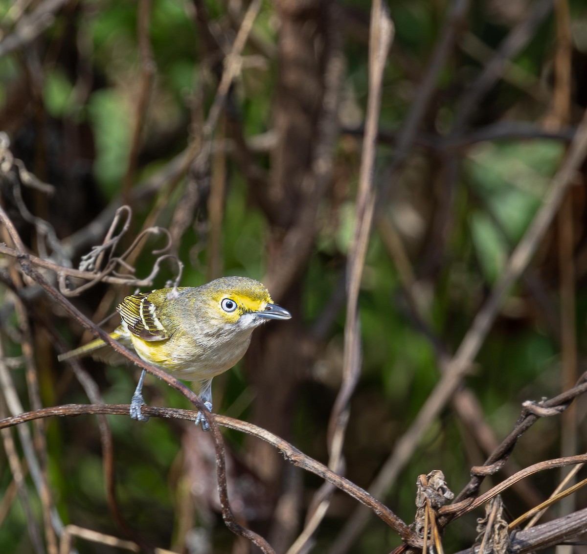 Weißaugenvireo - ML644796556