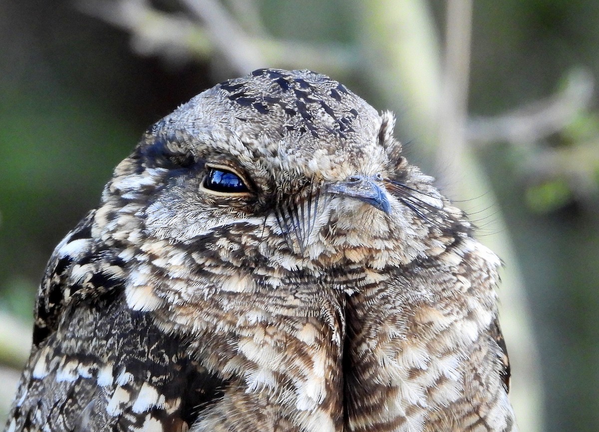 Scissor-tailed Nightjar - ML644796563