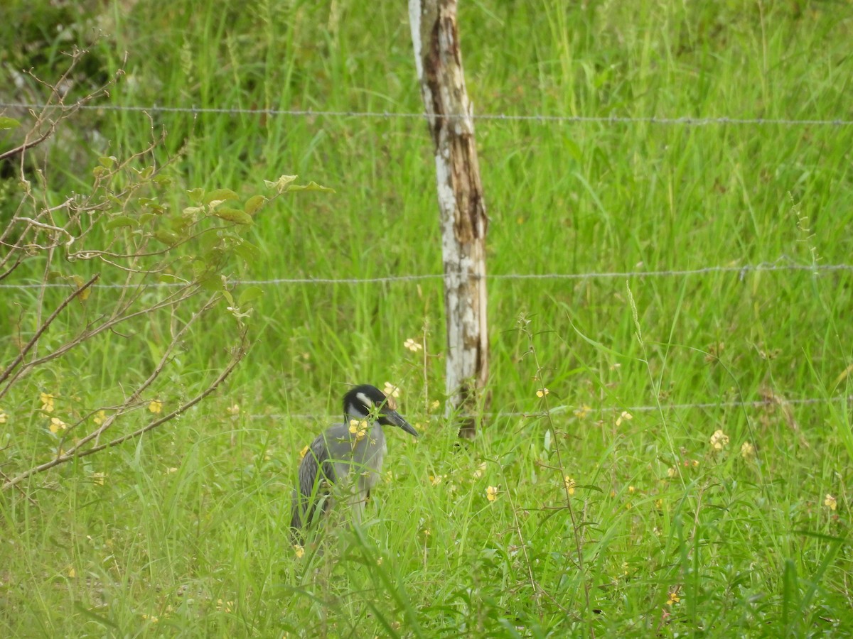 Sarı Tepeli Gece Balıkçılı - ML644796570