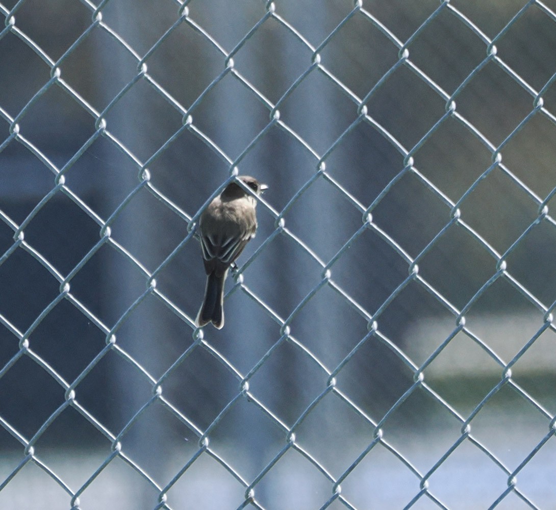 Mosquero Fibí - ML644796572