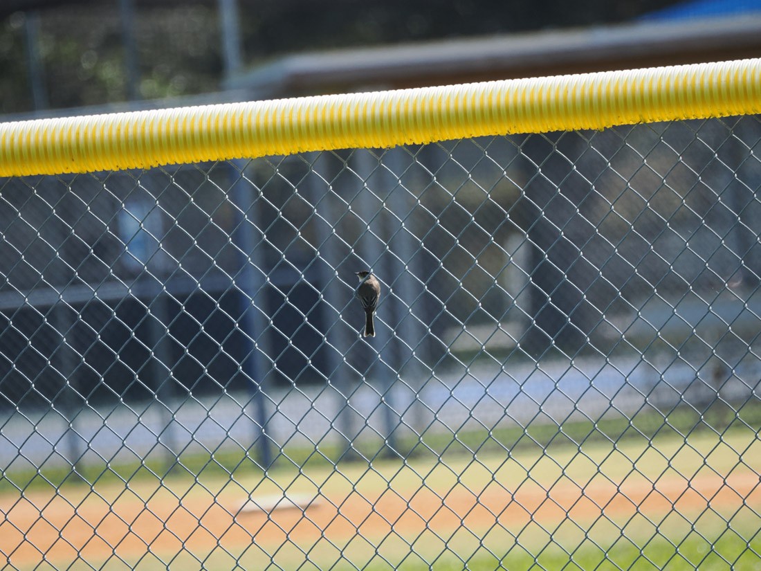 Mosquero Fibí - ML644796573