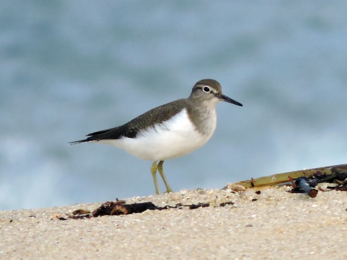 Common Sandpiper - ML644796576