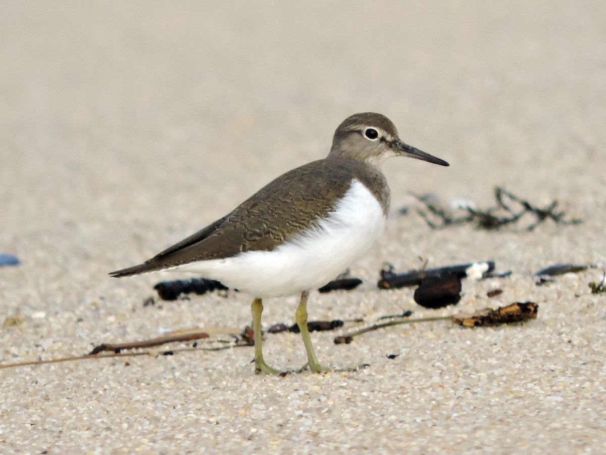 Common Sandpiper - ML644796577