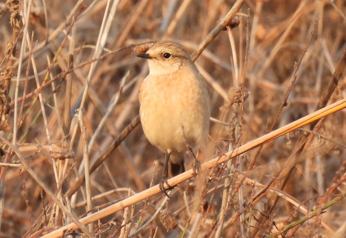 bramborníček sibiřský - ML644796580
