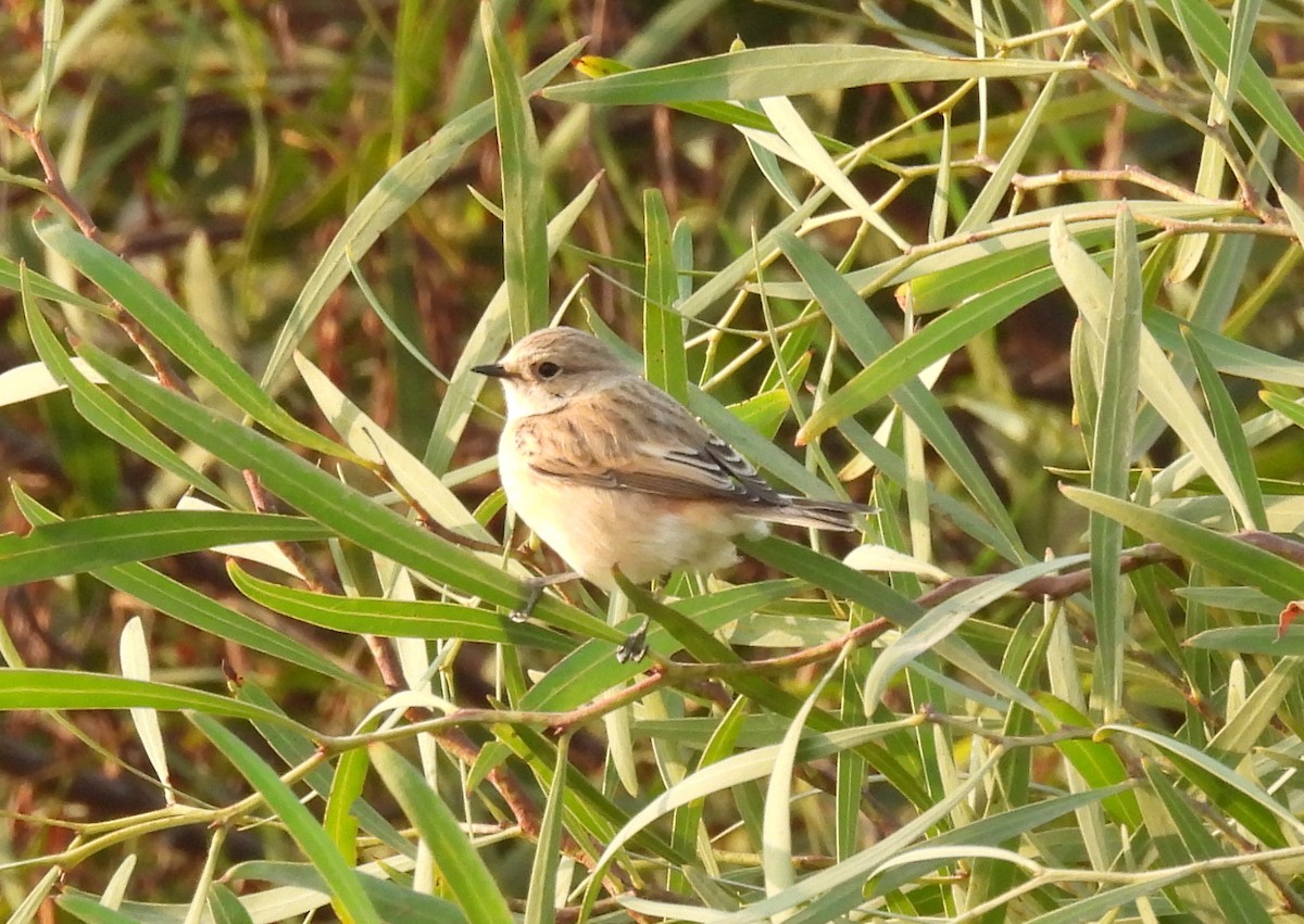 bramborníček sibiřský - ML644796582