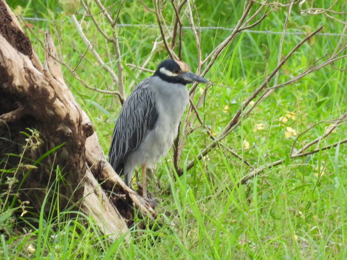 Sarı Tepeli Gece Balıkçılı - ML644796590