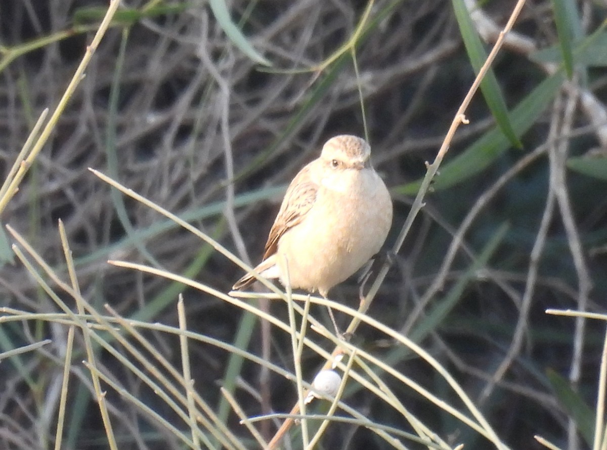 bramborníček sibiřský - ML644796591