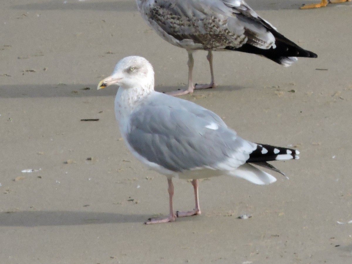European Herring Gull - ML644796593