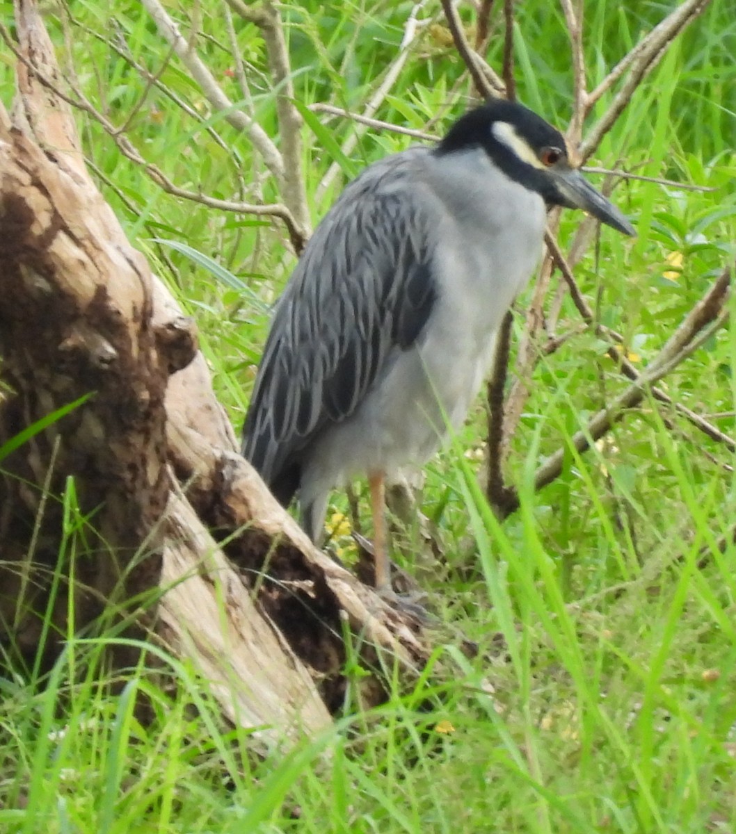 Sarı Tepeli Gece Balıkçılı - ML644796595