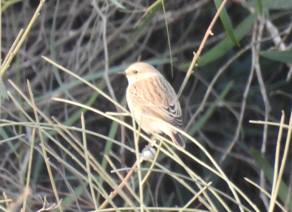 bramborníček sibiřský - ML644796598