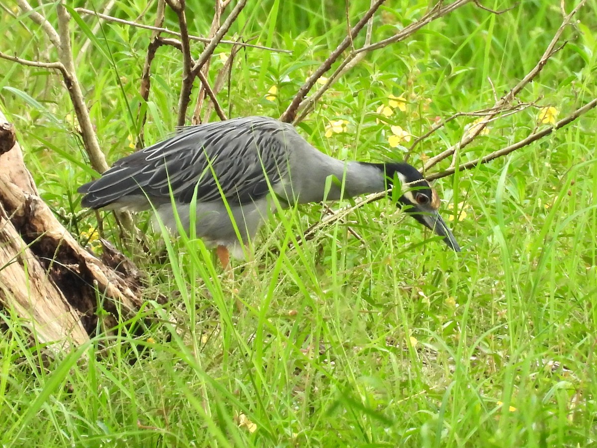 Sarı Tepeli Gece Balıkçılı - ML644796607