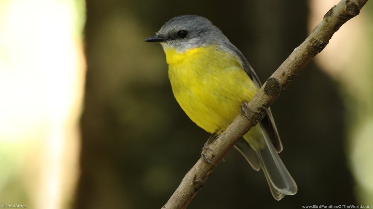 gulbrystflueskvett - ML644796609