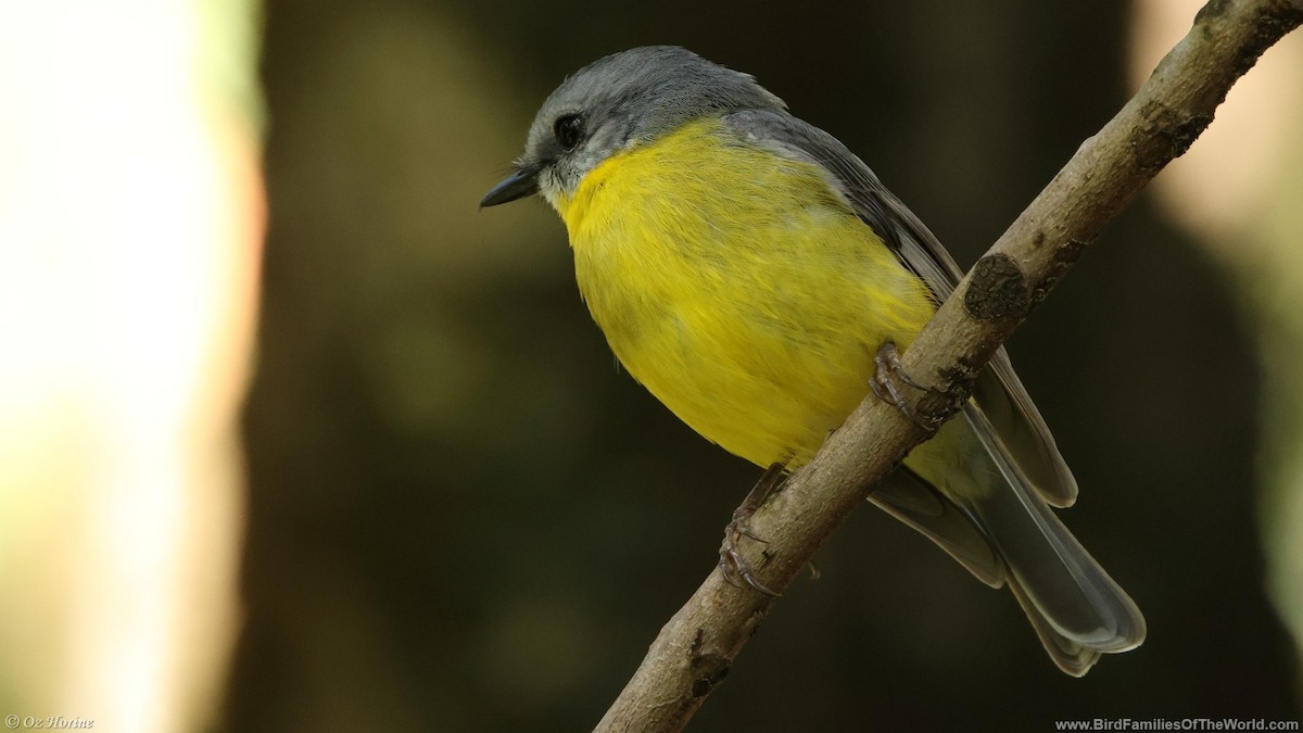 gulbrystflueskvett - ML644796610