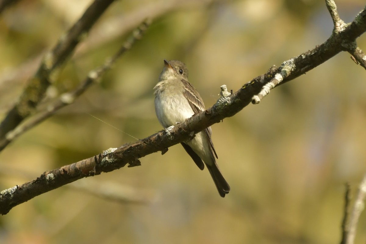 Eastern Wood-Pewee - ML644796611