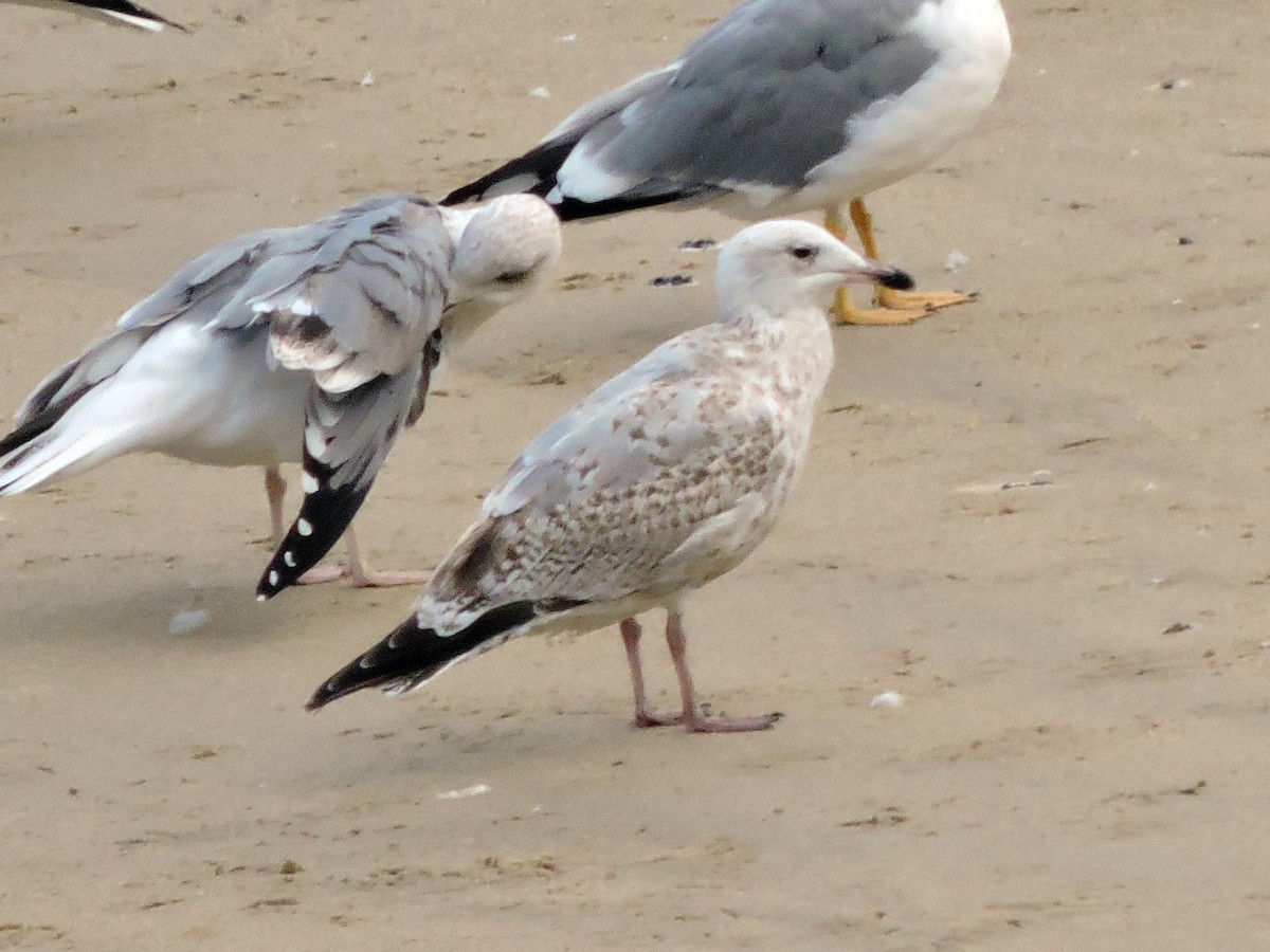 European Herring Gull - ML644796612