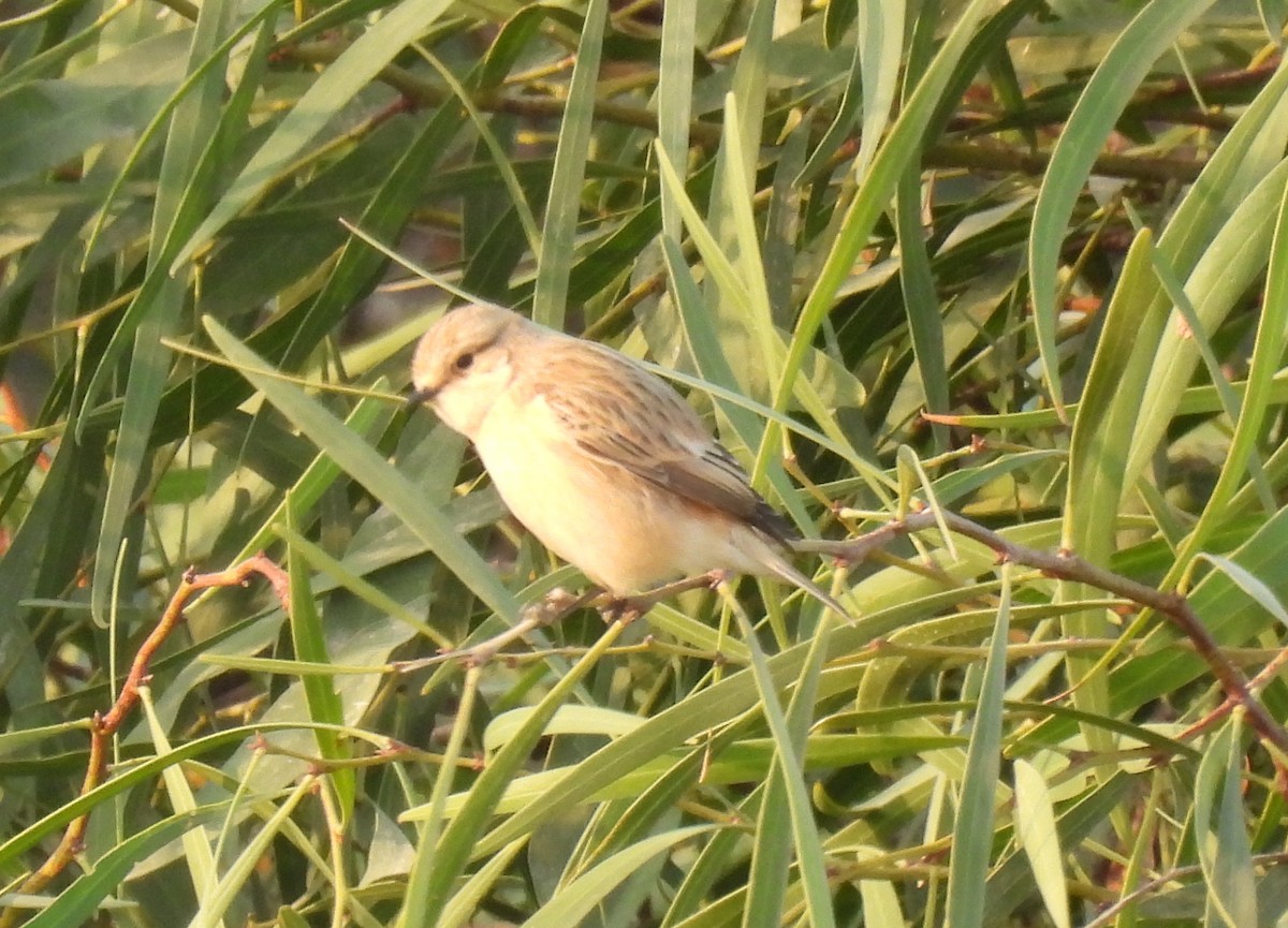 bramborníček sibiřský - ML644796613