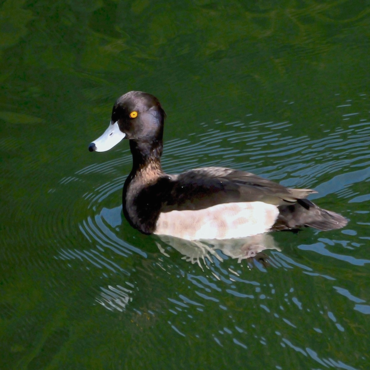 キンクロハジロ - ML644796618