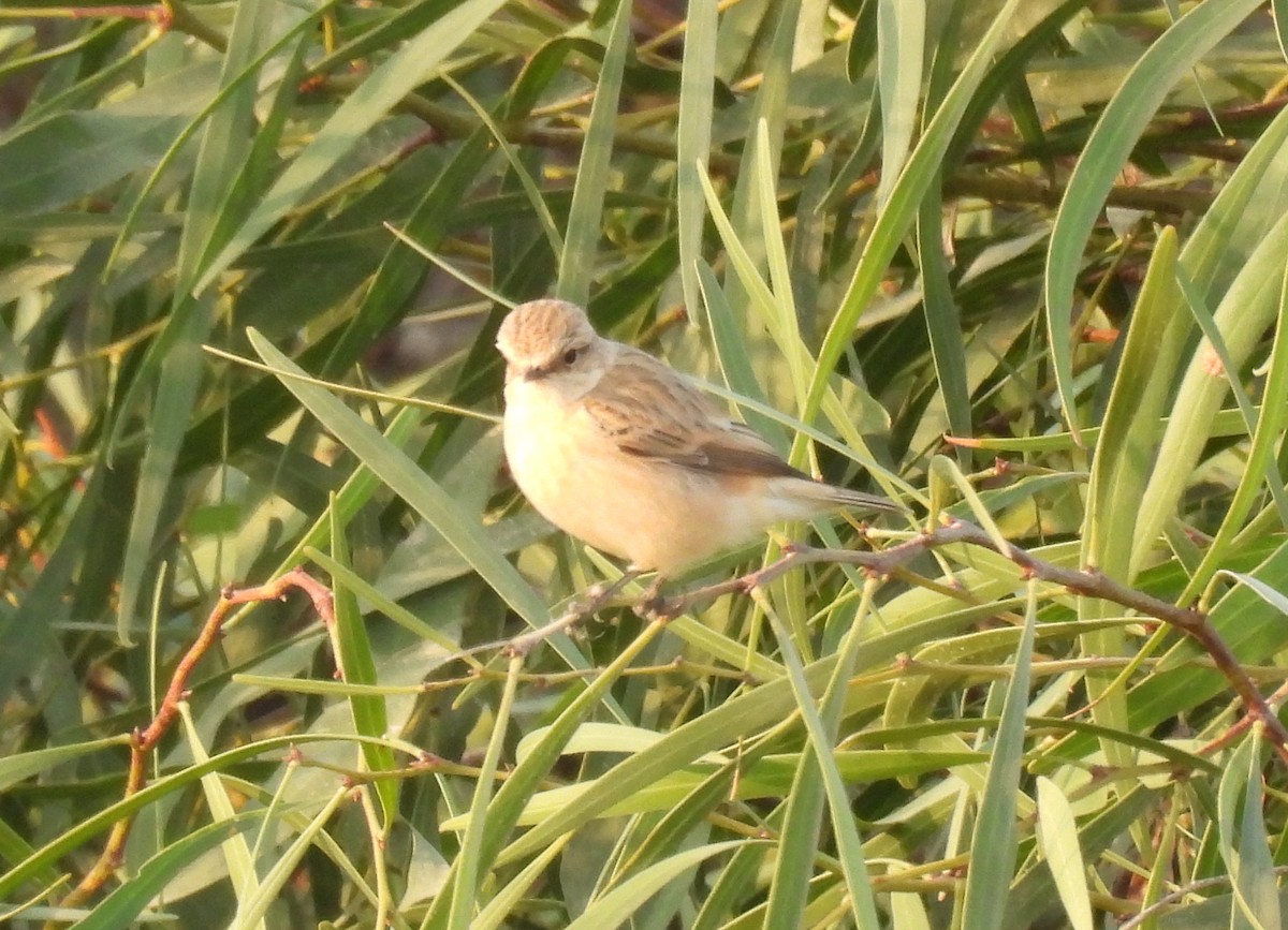 bramborníček sibiřský - ML644796619