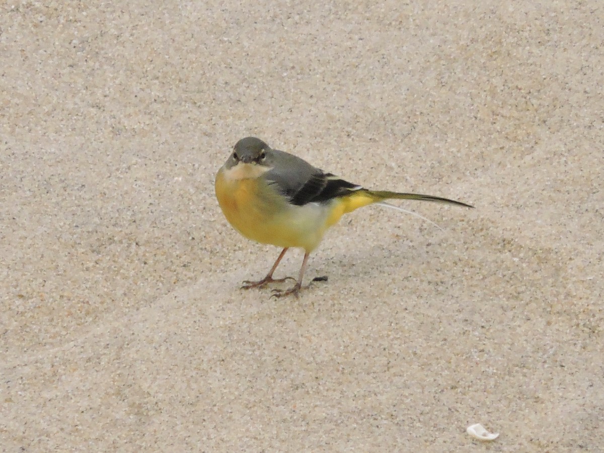 Gray Wagtail - ML644796621